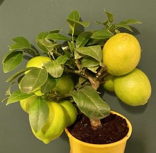  Meyer Zitrone – Citrus ×