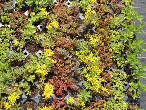 Sedum pflanzenpaket - -,