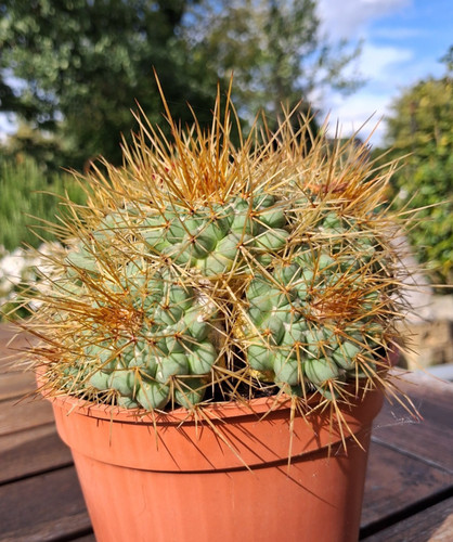 Kakteen mammilaria compressa - kakteen,mammilaria,