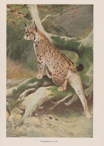 Pardelluchs lynx pardinus - pardelluchs,