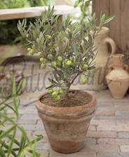 verschiedene Obstpflanzen Zitone Feige Weintraube Melonenbirne Kiwi Brombeere