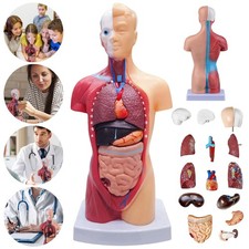 Menschliches Torso-Modell