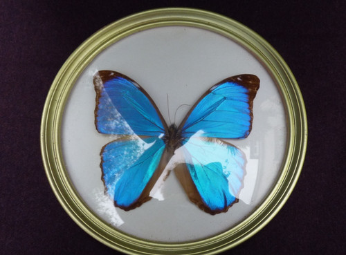 Entomologie schmetterling - entomologie,,