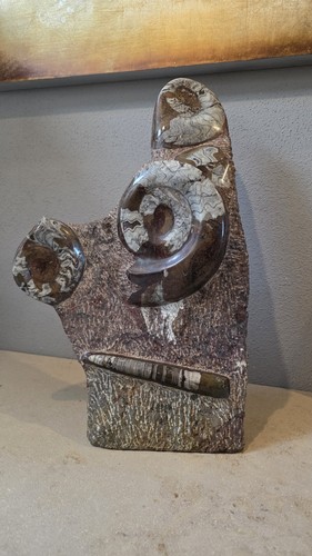 Große ammoniten fossilien - große,