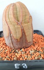 Euphorbia obesa (E3)