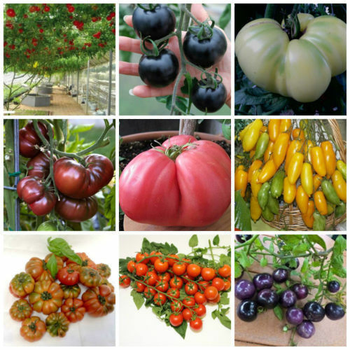 450 seltene tomatensamen - seltene,