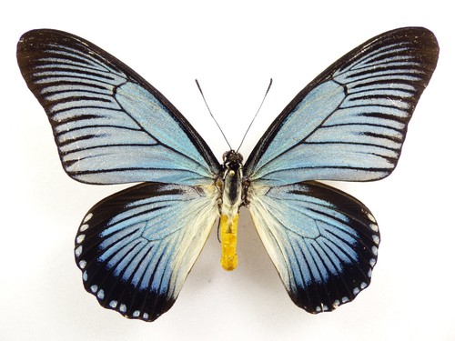 Papilio zalmoxis männchen - papilio,
