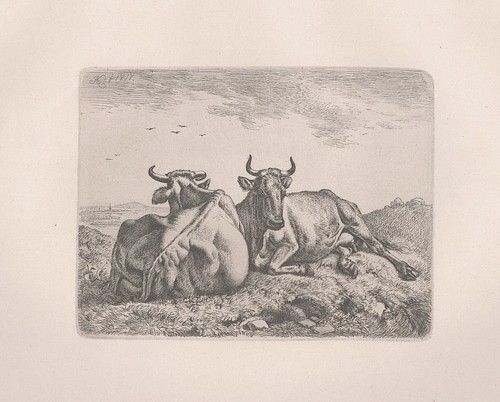 Kuh kühe cow cows - kuh, adam