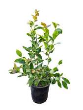 Garten-Heidelbeere 'Chandler'