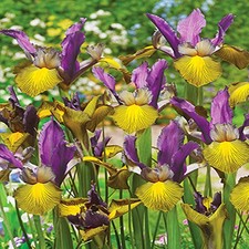 Blumenzwiebeln Zwiebeln Blüten Iris Holländische Schwertlilie Picasso 5 St.