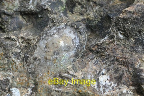 Foto 6x4 brachiopoden fossil - foto,