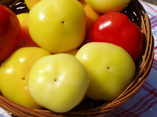 Ungarische apfelpaprika - apfelpaprika,