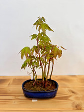 Bonsai Acer Palmatum