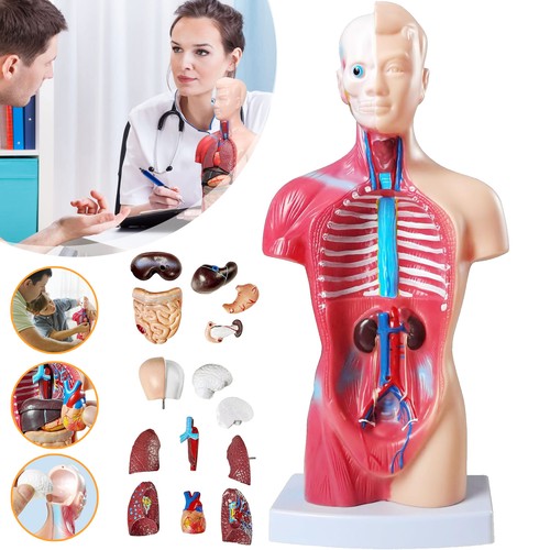 Menschlicher torso anatomie - menschlicher,