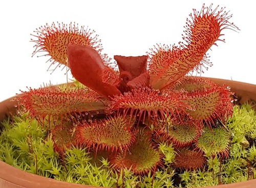 Drosera slackii hermanus - drosera,
