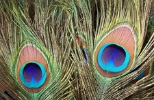 10 edle Natur-PFAUENFEDERN