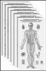 Die topographisch anatomischen - die, topographisch-anatomischen