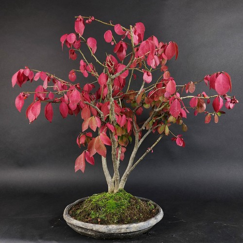 Bonsai spindelbaum euonymus - bonsai,