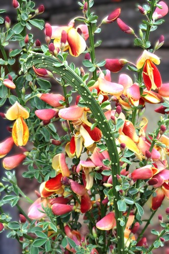 Edelginster cytisus scoparius - edelginster,