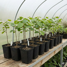 Bio Hainbuche beimpft mit