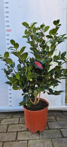 Japonica camelia pflanze - japonica,