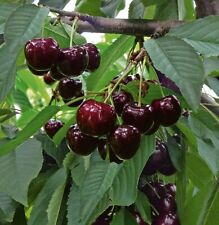 Süßkirsche `Swing´ (selbstfruchtbar), Kirschbaum im 10L-Topf 