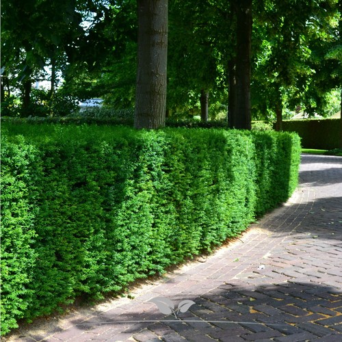 Taxus baccata gemeine eibe - baccata,