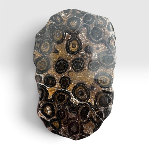 Stromatolith fossil bolivien - stromatolith,