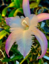 Cattleya david sander hybride - cattleya,