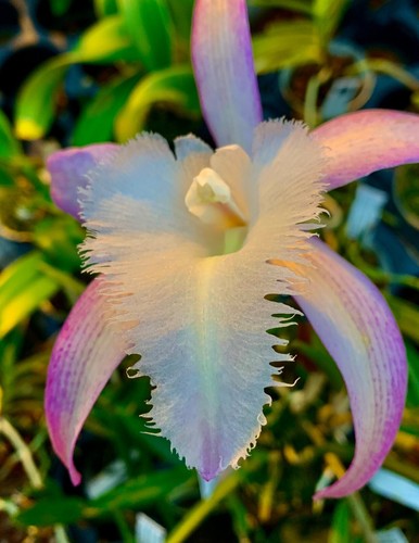 Cattleya david sander - sander, hybride