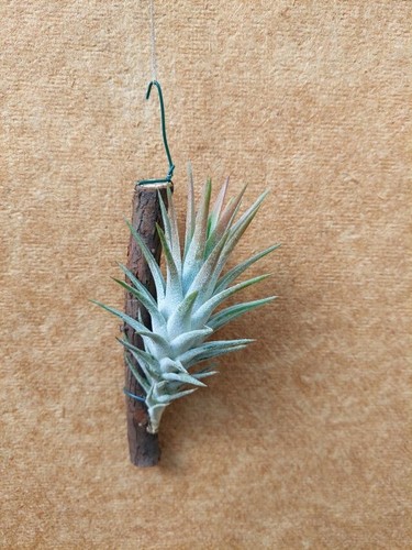 Tillandsia vanhyningii