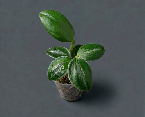 Scaphochlamys gestreifter - scaphochlamys, sp.