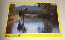 Elch Moose Tier Wildlife Natur