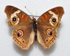 Junonia coenia - M - USA (Nymphalidae)