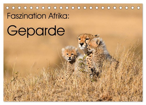 Faszinaton afrika geparde - faszinaton, afrika:
