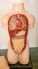 Phywe lehrmodell anatomisches - phywe-lehrmodell,,