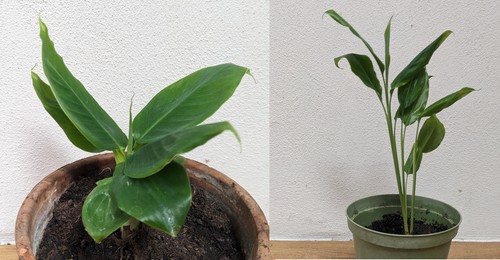 Baby banane pflegeleicht - baby-banane,
