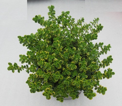 Thymus citriodorus aureus - thymus,