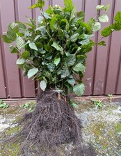 Hainbuche/ Hainbuchenhecke/ Buche/ Weißbuche (Carpinus Betulus)  40-60cm  50Stk