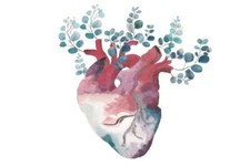 Herz Anatomie A4 Bild Poster