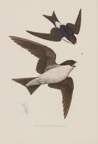 Mehlschwalbe delichon urbicum - mehlschwalbe,