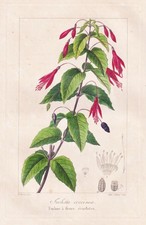 Fuchsia coccinea fuchsia