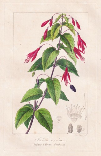 Fuchsia coccinea fuchsien - fuchsia,