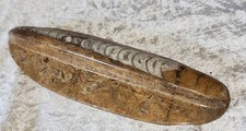 Großer Ammonit Geschliffen und Poliert Fossilien Versteinerung Mineralien
