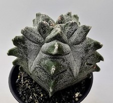 Ausgefallener Astrophytum