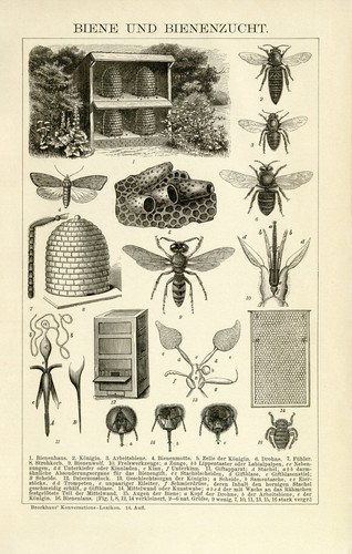 Biene bienenzucht imkerei - bienenzucht,
