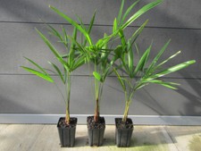 Trachycarpus fortunei - Hanfpalme - Jungpflanze 40-60cm - Winterhart -18°C