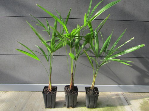 Trachycarpus fortunei - ,