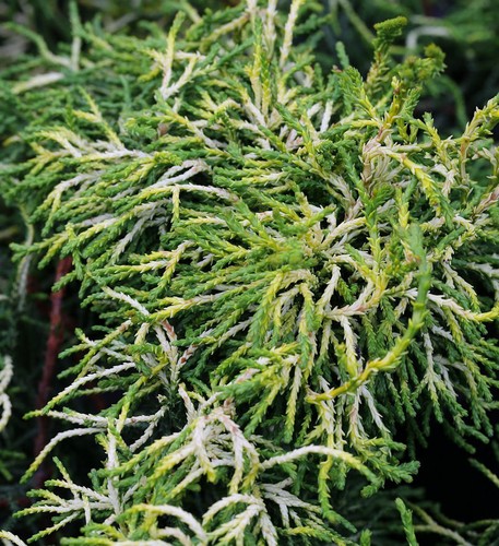 Hochstamm gelbe hinoki - hochstamm,