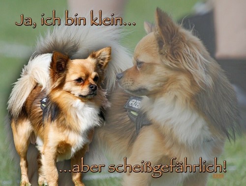 Chihuahua hundewarnschild - chihuahua,